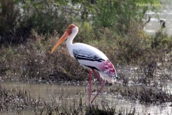 India names three more Wetlands of International Importance for Independence Day
