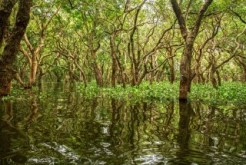 Safeguarding mangroves needs a global effort, says Secretary General